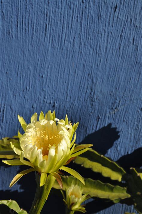 Gambar Alam Mekar Menanam Daun Bunga Hijau Botani Kuning Taman