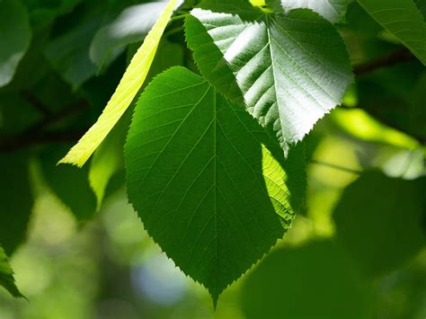 Summer Green Tree Leaves Bright Close Up Preview