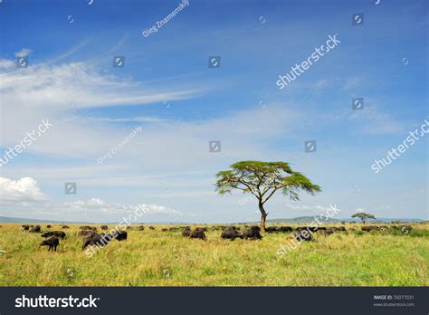 African Landscape With A Solitary Umbrella Acacia Tree And Cape Race