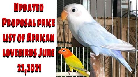 Updated Proposal Price List Of African Lovebirds June 222021 I