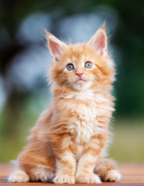 Maine Coon Cat Names Over 200 Brilliant Ideas For Naming