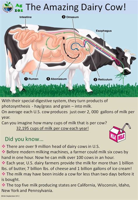 Dairy Cows Dairy Cattle Dairy Cow Facts