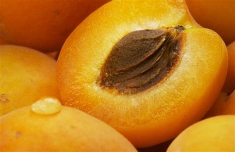 Apricots A Miraculous Fruit For Our Health