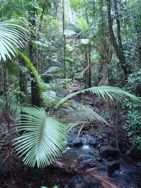 Australian Daintree Rainforest Plants At Australia
