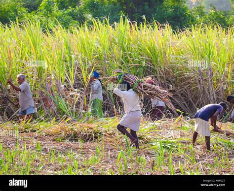 Pictures Of Indian Farmers Working In Fields