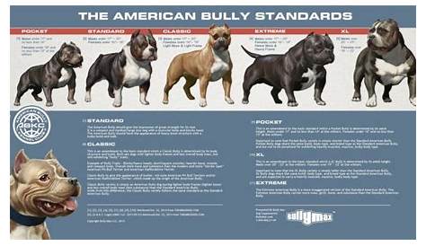 American Bully Standards – 13 Royal Bloodlines
