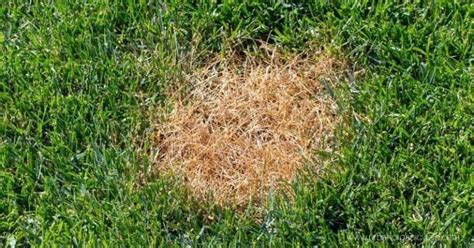 Signs Of Over Fertilized Lawn And How To Fix Grass Turning Yellow After