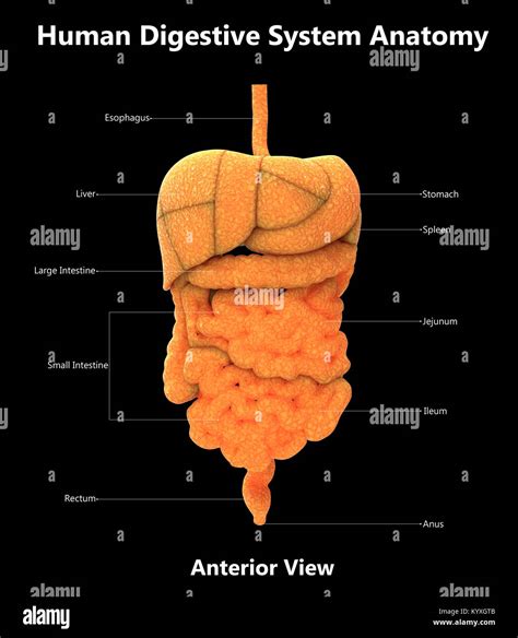 Stomach Anterior View Hi Res Stock Photography And Images Alamy