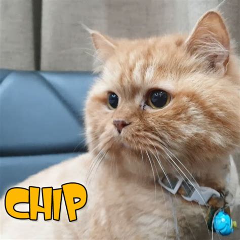 Chip Cat Home Youtube
