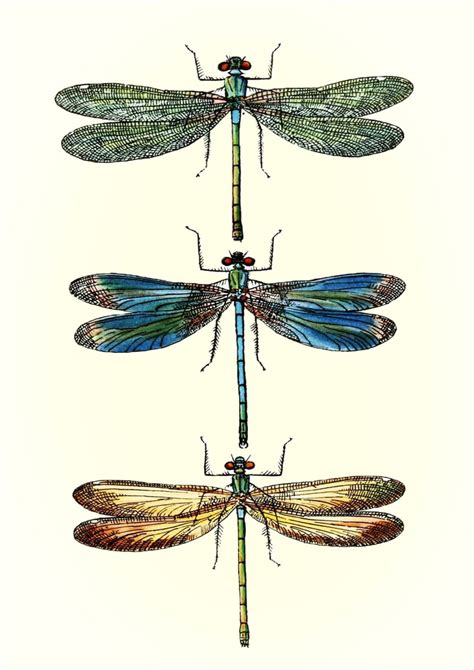 Dragonflies Art Print Vintage Dragonfly Illustration Wall Etsy
