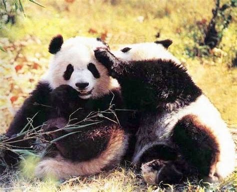 Cute Pandas Pictures Travel Photos Of Giant Panda Easy Tour China
