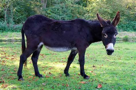Donkeys And Horses Explained 12 Main Differences And Common Traits