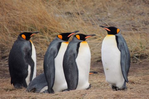 tour full day parque pingüino rey onteaiken patagonia chilena