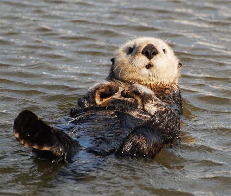 Sea Otters More Than Just A Cute Face The National Wildlife Federation Blog