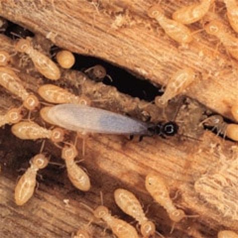 Termites In Wood House Doctor Exterminating