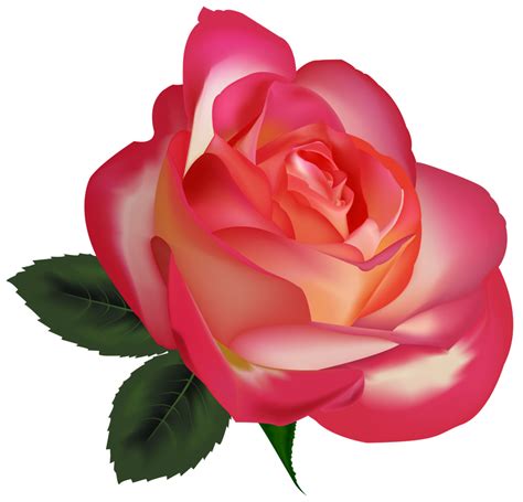 Beautiful Rose Png Clipartimage