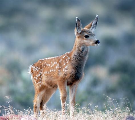 What To Do If You Encounter Deer Fawn Cedar City News
