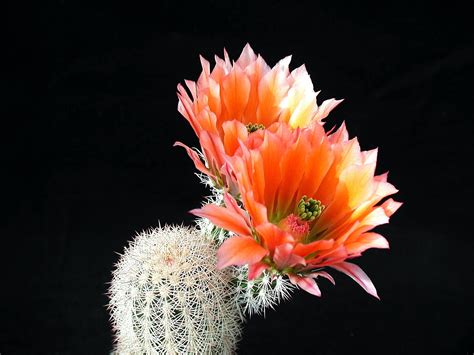 Free Picture Cactus Cacti Flower Reddish Petals Desert Plant