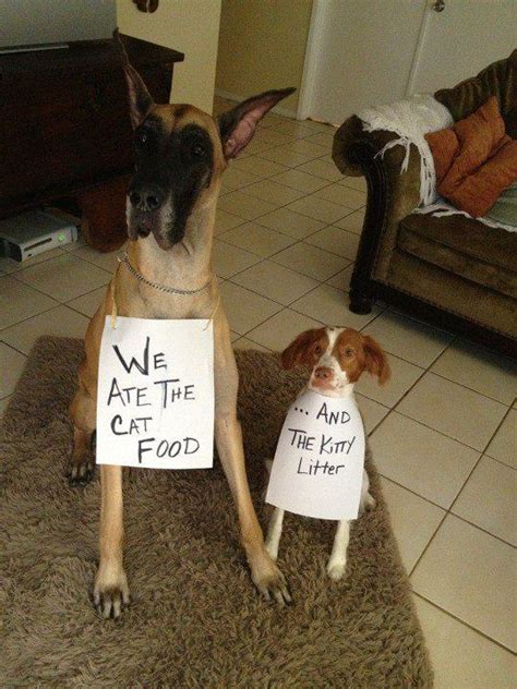 These Naughty Dogs Are Shamed For The Most Hilarious