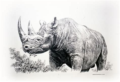 Black Rhino Pencils 1997 Johan Hoekstra Wildlife Art 1150×785