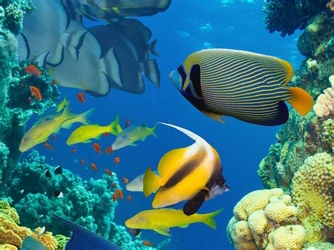 Ocean Marine Life Coral Colorful Tropical Fish Wallpaper Desktop