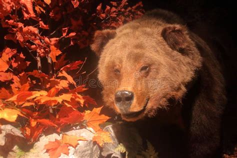 Brown Bear Of The Italian Alps Caught On A Phototrap Stock Image