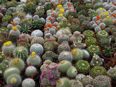 How Often Do You Water A Cactus Dengarden Home And Garden