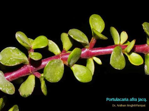 5 out of 5 stars. Medicinal Plants: Portulacaria afra, Elephant Bush