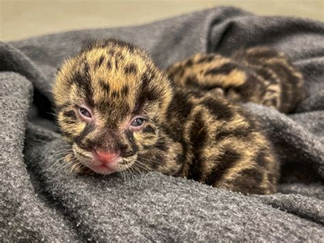 Two Clouded Leopards Born At Nashville Zoo Zooborns