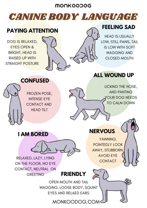 How To Understand Your Dogs Body Language Monkoodog