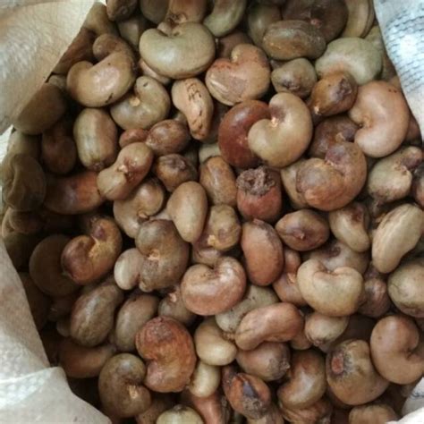 Jual Benih Biji Bibit Jambu Monyet 1 Kg Kacang Mete Mente Mede Shopee Indonesia