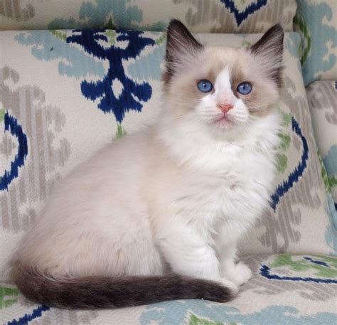Ragdoll Cats In Many Colors And Patterns Jamilas Ragdolls