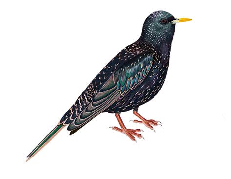 Wild Common Blackbird Png Png All Png All