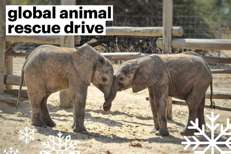Help Rescue And Protect Animals Around The World International Fund