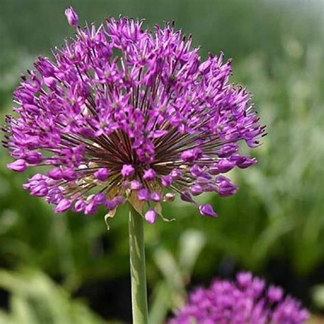 Buy Dutch Garlic Allium Hollandicum Purple Sensation £1799 Delivery