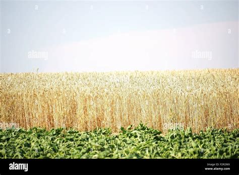 Fields In Dry Conditions Stock Photo Alamy