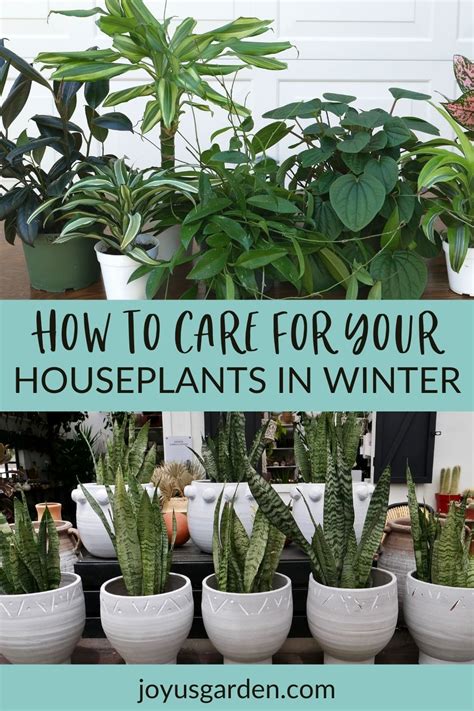 During The Winter Houseplants Require Different Care Here Are My Tips