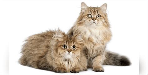 top  long haired cat breeds holidogtimes