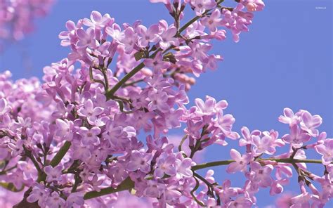 Pink Lilacs On A Tree Branch Wallpaper Flower Wallpapers 50473