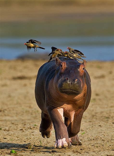 Predators And Preys Hippopotamus Baby Hippo Animals