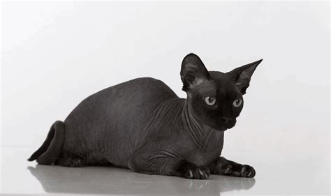 Hairless Cat Names 190 Astonishing Ideas For Your Kitten