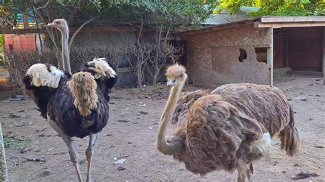 Ostrich Male And Female Struthio Camelus Youtube