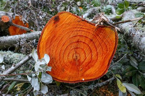 Free Stock Photo Of Tree Stump Download Free Images And Free