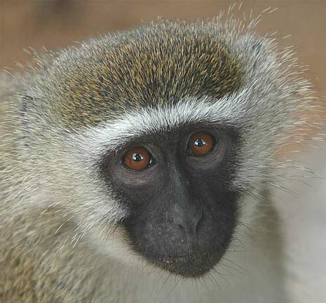 The african endangered species list. Mozambique | Animal Pictures and Facts | FactZoo.com