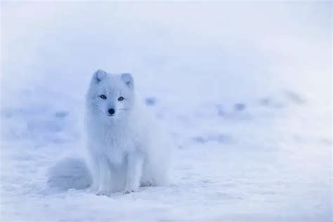 Arctic Fox Facts For Kids Snow Fox Facts For Kids