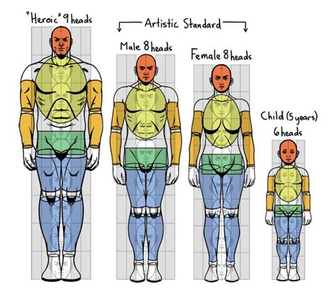 Standard Proportions Of The Human Body Drawing Body Proportions Human Body