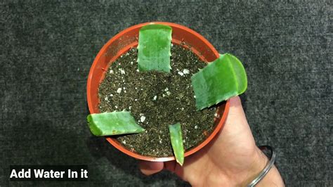 How To Grow Aloe Vera From Leaf YouTube