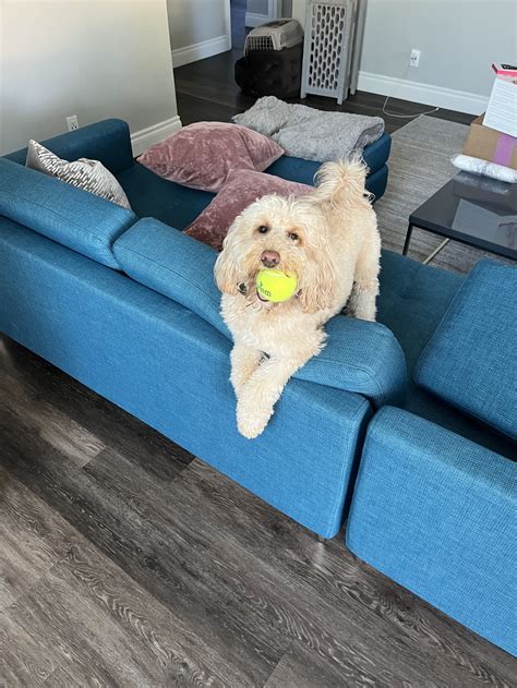About — Strutt Mutts