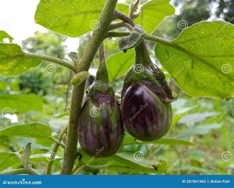 Eggplant Brinjal In Indian Agriculture Farm Stock Image Image Of
