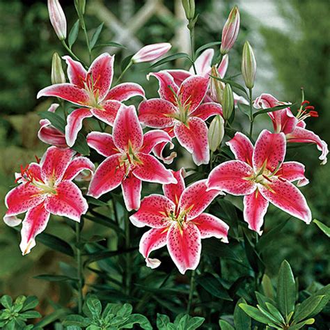 Pink Stargazer Lily